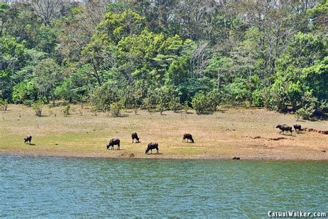 Thekkady Lake Boating Periyar National Park At Idukki Kerala Visit
