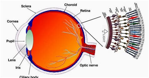 Human Eye How The Eye Works And What Are Rods And Cones