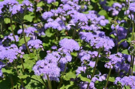 Purple Annual Flowers - Green Thumb Advice