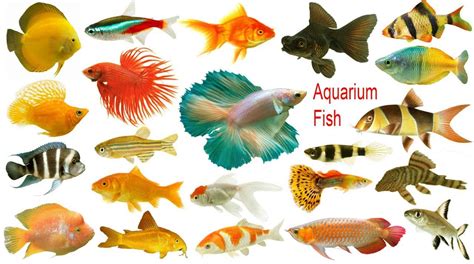8 Creative And Catchy Names For Your Aquarium Fish Make Your Tank Shine