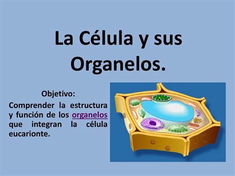 Organelos De La Celula Eucariota Y Sus Funciones Consejos Celulares