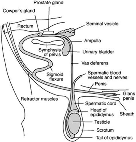 Ampulla Male Reproductive System