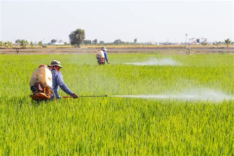Farmer Spraying Pesticide In The Rice Field Stock Image Image Of Green Pests 64554587