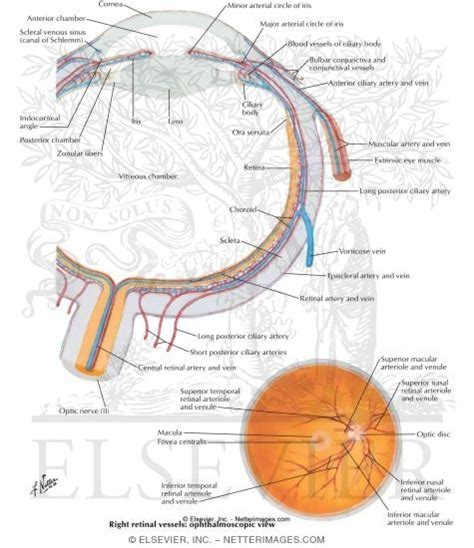 Printiable Mape Of Arteries And Viens Eye Veins Human Red Blood