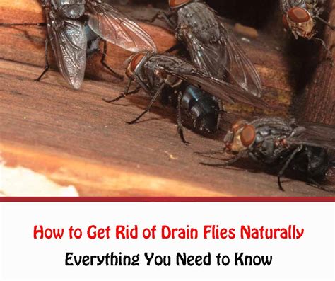 How To Get Rid Of Drain Flies Naturally