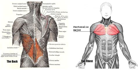 The anterior muscles of the trunk (torso) are associated with the front of the body, include chest and attachments: The muscles of the chest and upper back - Anatomy-Medicine.COM