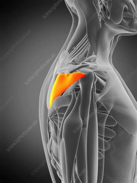 Infraspinatus Muscle Illustration Stock Image F0294907 Science