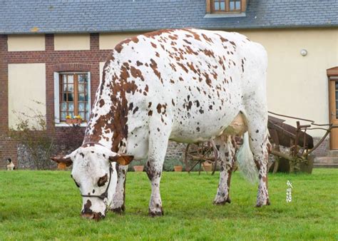 Why Normande Cows - Peaceful Heart Farm