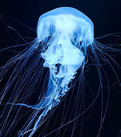 Dayum62 Jellyfish Photography Deep Sea Creatures Underwater Creatures