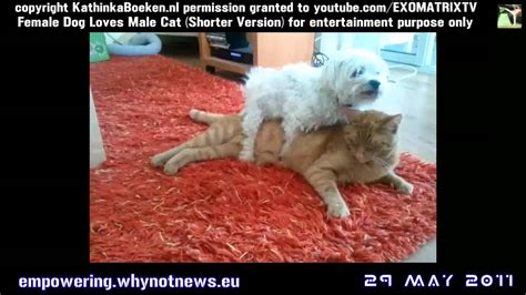 Hilarious Female Dog Loves Male Cat Shorter Version Part Different