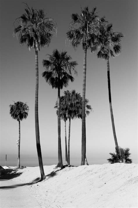 palm trees on tumblr