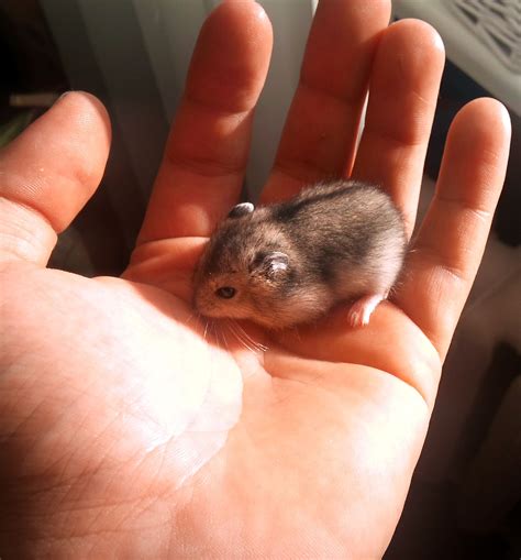 Baby Chinese Dwarf Hamster Dwarf Hamster Animal Companions Little Pets