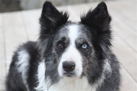 Knotty Pine Ranch Beautiful Blue Merle Border Collie In Idaho