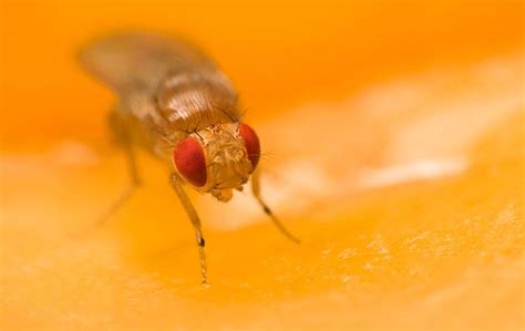 Keep Fruit Flies From Living In Your Colorado Springs Home