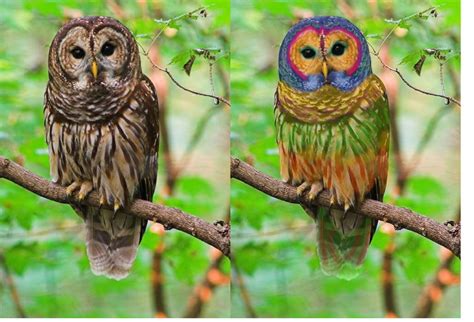 Is This A Photograph Of A Rainbow Owl Owl Owl Pet Barred Owl