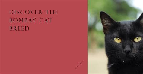 The Bombay Cat A Mini Panther In Your Home Beaconpet
