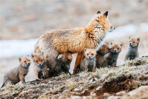 Red Foxes Have Between 1 10 Kits In Each Litter Kits Are Born In Dens