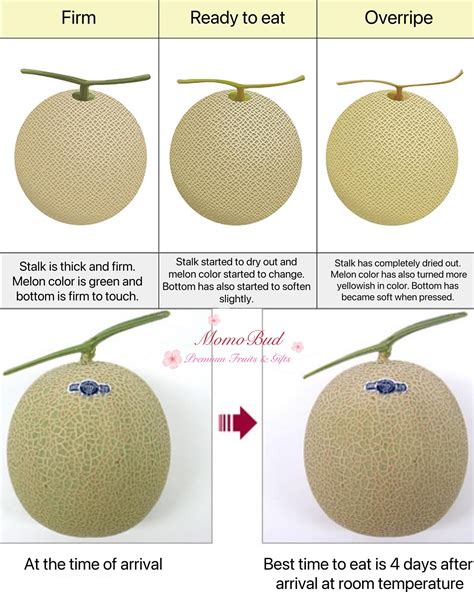How To Identify If Your Melon Is Ripe Overripe Spoilt MomoBud