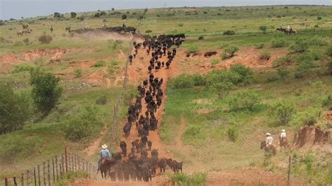 Trailing Cattle Western Horseman