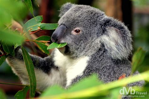 Lone Pine Koala Sanctuary Brisbane Australia Worldwide
