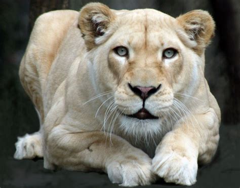 White Lioness White Lions White Tigers Panthera White Wallpaper