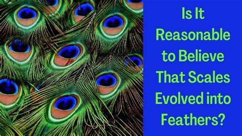 Is It Reasonable To Believe That Scales Evolved Into Feathers