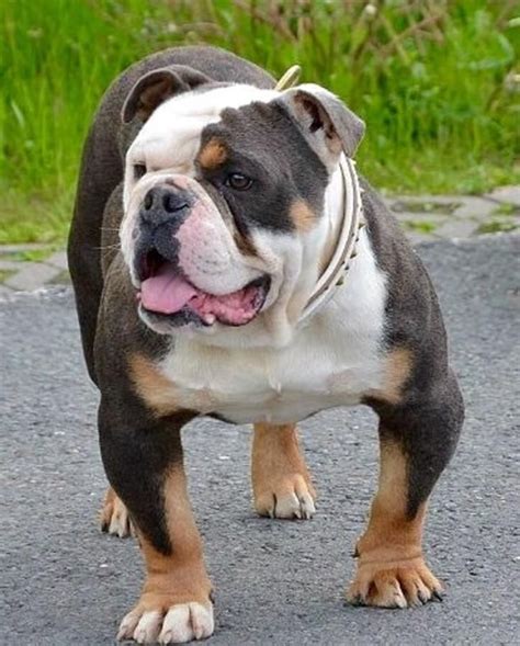 They are now used on animal farms, dog sports, and for showing. Olde English Bulldogge - Information, Photos ...