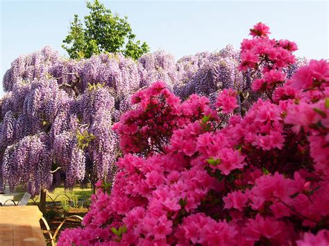 Ngắm Thiên đường Hoa Tử đằng Nở Rộ Tháng 5 ở Nhật Bản Cẩm Nang Du Lịch