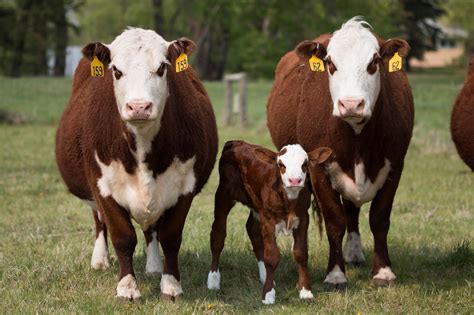 El Proceso De Criansa De La Vaca Lechera