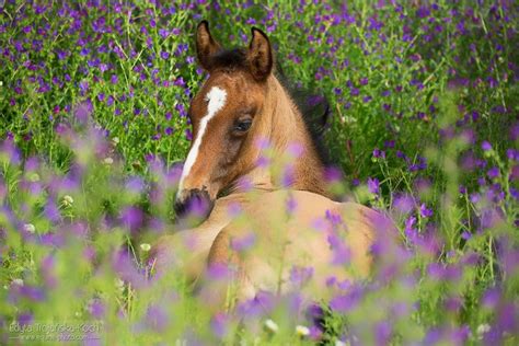 A Brown And White Horse Laying In Purple Flowers