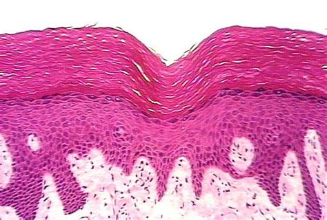 Epithelial Tissue I A Regulated Barrier Medical Anatomy