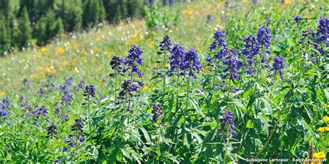 A Guide To Colorado Wildflowers And Wildflower Season