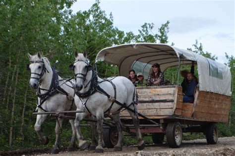 Draft Horse Drawn Covered Wagon Tour Covered Wagon Horse Drawn Wagon