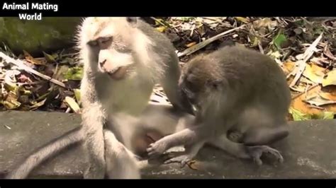 The Best And Funniest Monkey Mating Videos Youtube