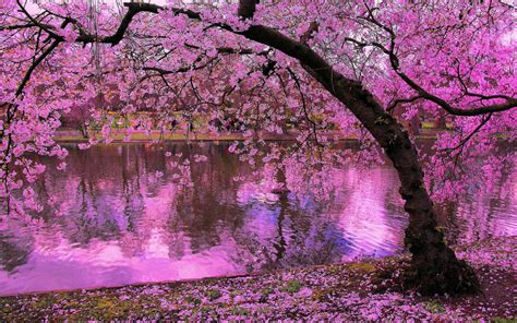 Beautiful Pink Cherry Blossom Trees Garden Hd Japanes Vrogue Co