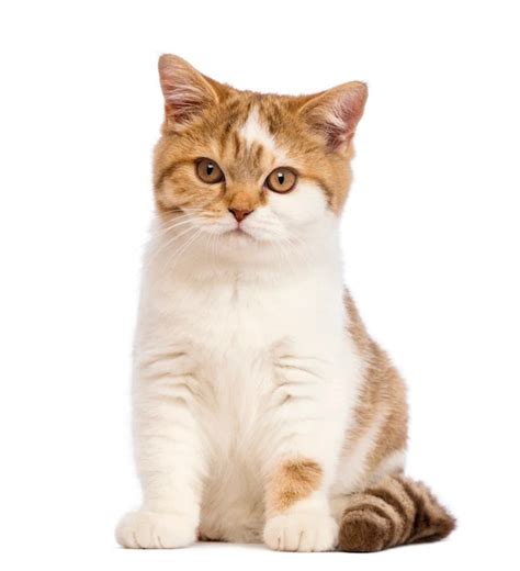 Harga Kucing British Shorthair 3 Bulan Anjing Sharpei
