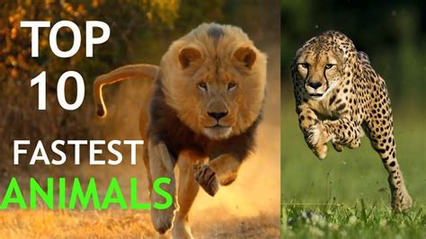 Top 10 Fastest Animals On Land Youtube
