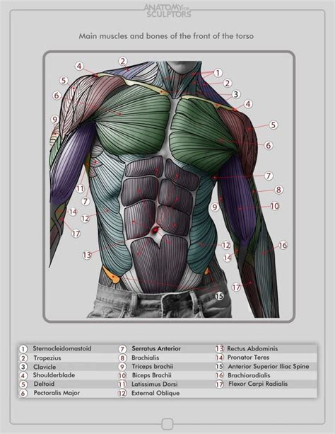 Torso Muscles Anatomy Drawing Figure Drawing Reference Anatomy For