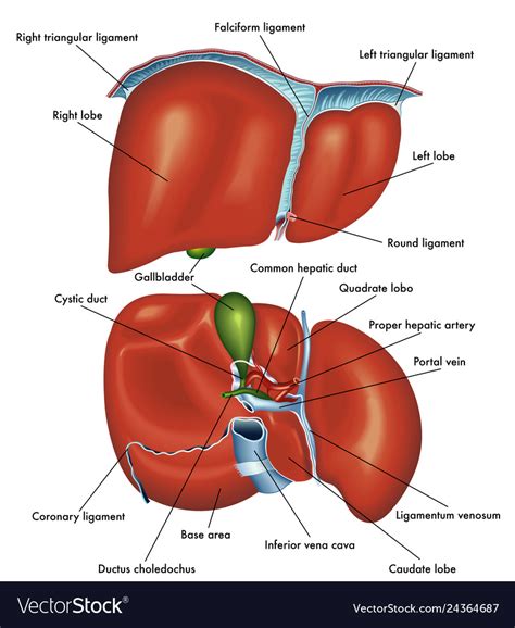 Anatomy Of The Liver Royalty Free Vector Image