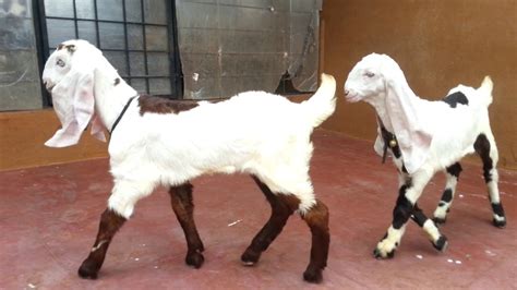 Indian Goat Breeds With Name