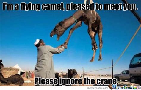 37 Very Funny Camel Memes Images Pictures And Photos Picsmine