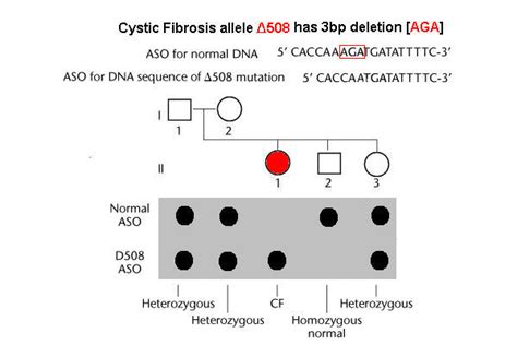 One membrane is dotted, or hybridized, with an oligonucleotide corresponding to the. ASO test for Cystic Fibrosis