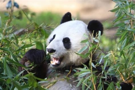 What Do Pandas Eat Joy Of Animals
