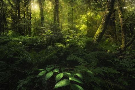 Our Temperate Rainforests Are Amazing After Hiking In The Rain And Fog