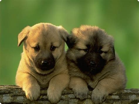 Hd Animals Really Cute Dogs And Puppies