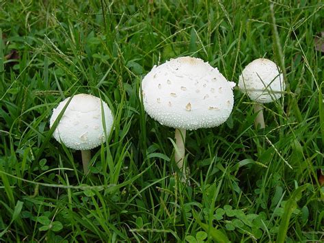 White Wild Mushrooms Photograph By Dorothy Maier