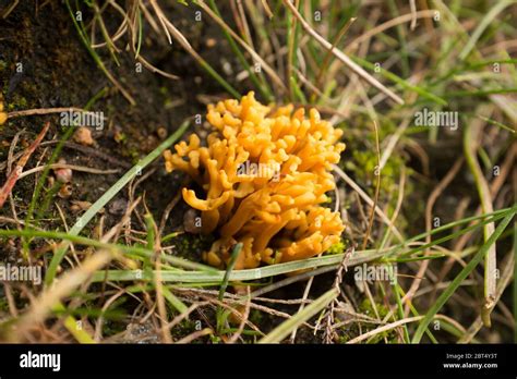 Yellow Coral Mushroom Ramaria Aurea Fungus In Scottish Bog Habitat