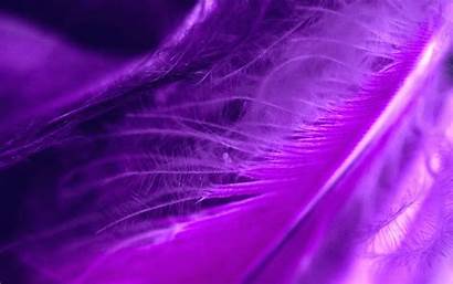 Purple Feather Feathers Wallpapers Cool Desktop Artistic