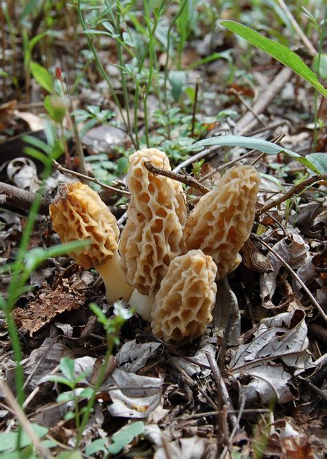 The Morel Mushroom Season In Missouri Wsmbmp