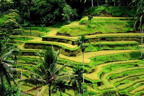 Best Of Ubud Waterfall Rice Terraces And Monkey Forest 2024 Kuta
